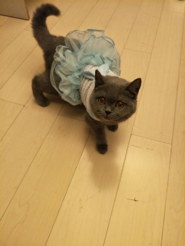 养一只布偶猫从入手喂到成年大概需要花多少钱？