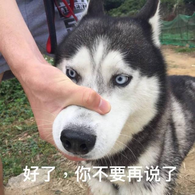 美国防暴犬厉害吗:美国防暴犬种类 哪些狗适合做防暴犬？为什么？