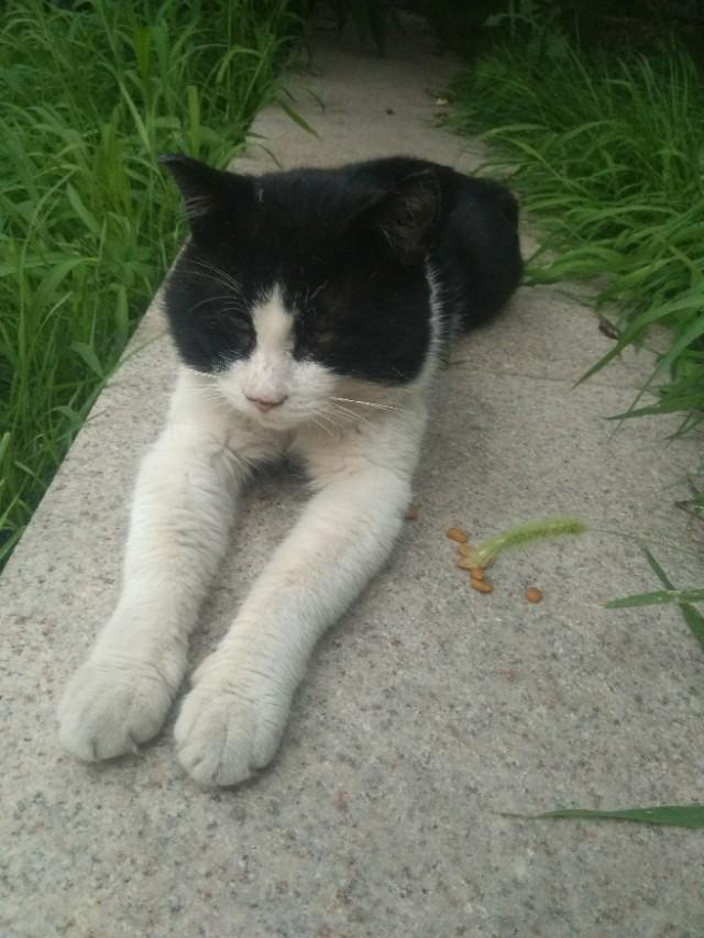 可爱猫咪萌宠图片:你见过哪些漂亮的猫咪，有多漂亮？