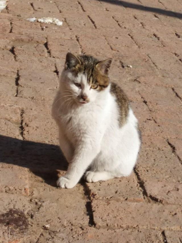 可爱猫咪萌宠图片:你见过哪些漂亮的猫咪，有多漂亮？