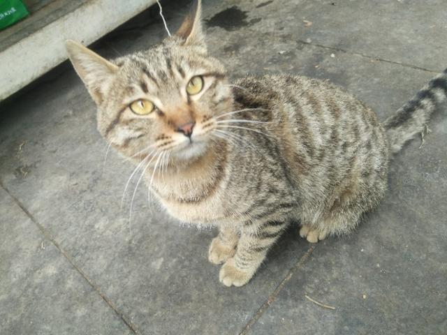 可爱猫咪萌宠图片:你见过哪些漂亮的猫咪，有多漂亮？