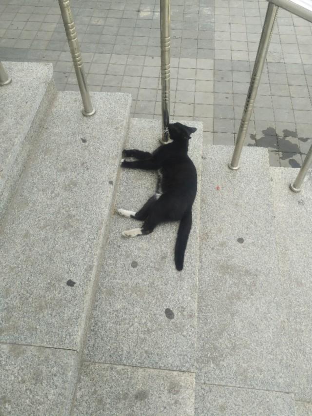 可爱猫咪萌宠图片:你见过哪些漂亮的猫咪，有多漂亮？