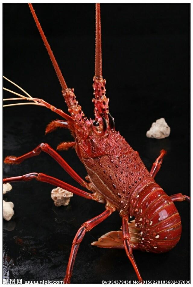 头条问答 - 海水龙虾可以养殖吗?如果可以为什么不养殖呢?(3个回答)