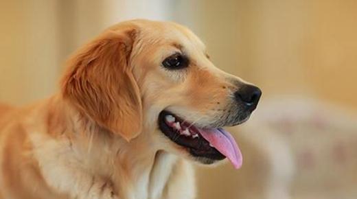 桂阳县宠物店幼犬金毛犬要多少钱:请问纯种金毛幼犬要多少钱？