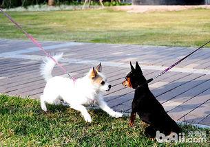 斗牛犬打架视屏:法国斗牛犬看门吗？咬人咬架不？