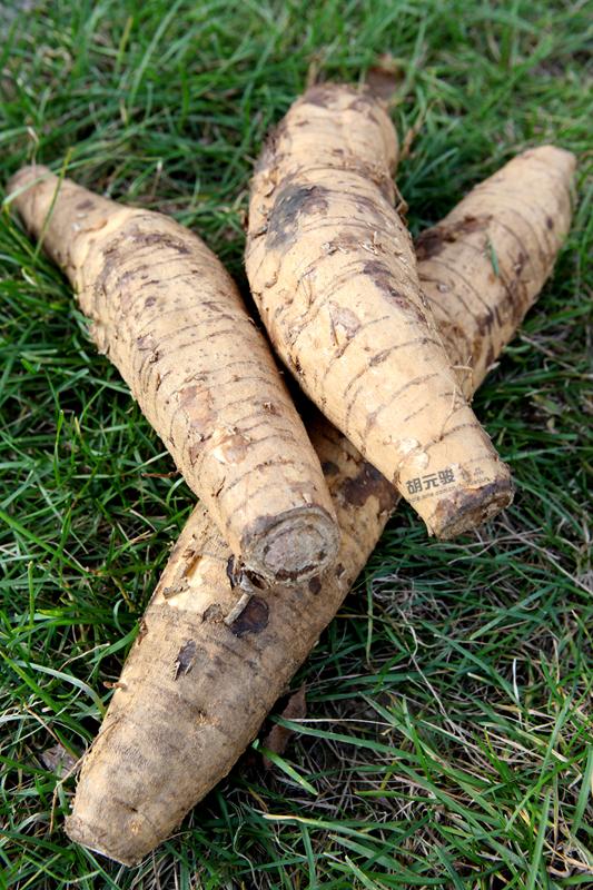 头条问答 - 被世界粮农组织评为"第六谷"的植物-葛根到底是什么东西?