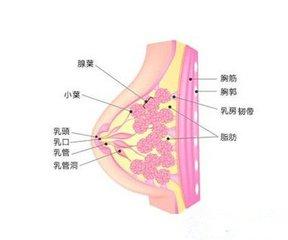 舒畅的胸:胸小的女人没什么奶水是真的吗？