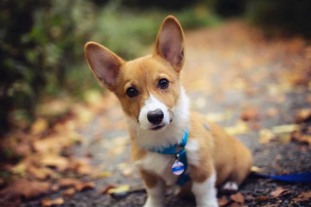 厦门柯基犬价格:柯基犬价格那么高，值得入手吗？有什么优缺点？