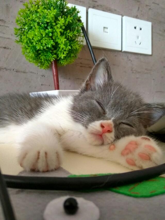 被猫抓了一下轻微破皮要打针吗:小孩被猫抓了破皮了要不要打针？