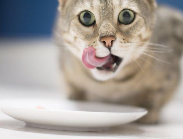母猫脖子总被公猫咬破:喵星人经常咬东西怎么办？