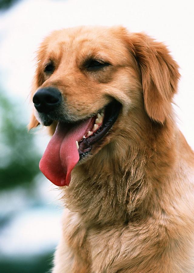 金毛犬有什么缺点？插图37