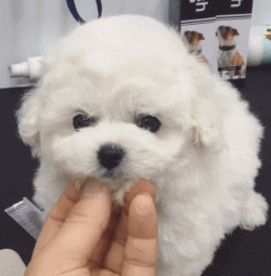 卷毛比熊犬饲养方法:比熊犬怎么饲养和护理呢？