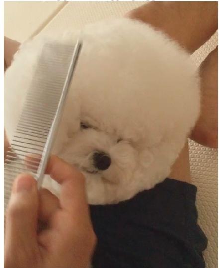 卷毛比熊犬饲养方法:比熊犬怎么饲养和护理呢？