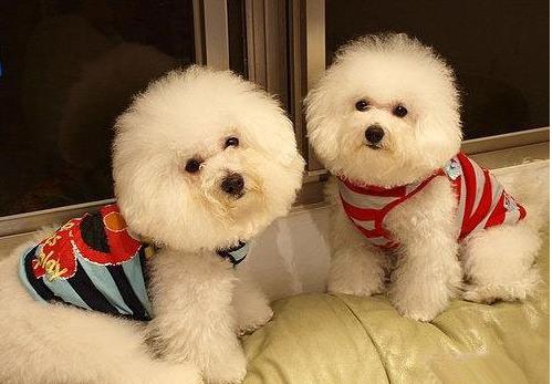 卷毛比熊犬饲养方法:比熊犬怎么饲养和护理呢？