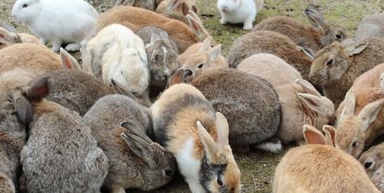 十只兔子诡异在哪，澳大利亚的人兔大战是怎么回事