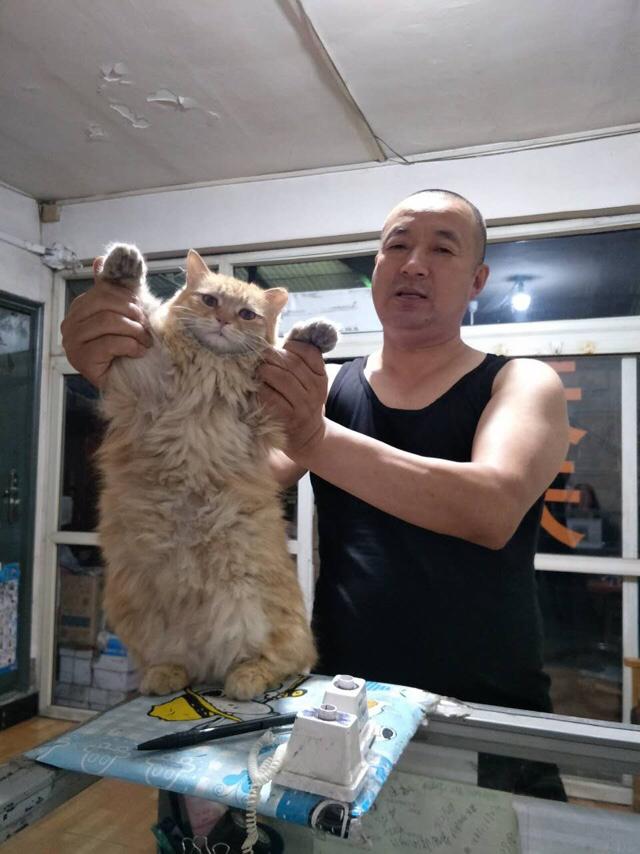 褴褛猫吧:网友养了只田园猫被养蓝猫的同学嫌弃，不是品种猫真的就差吗？