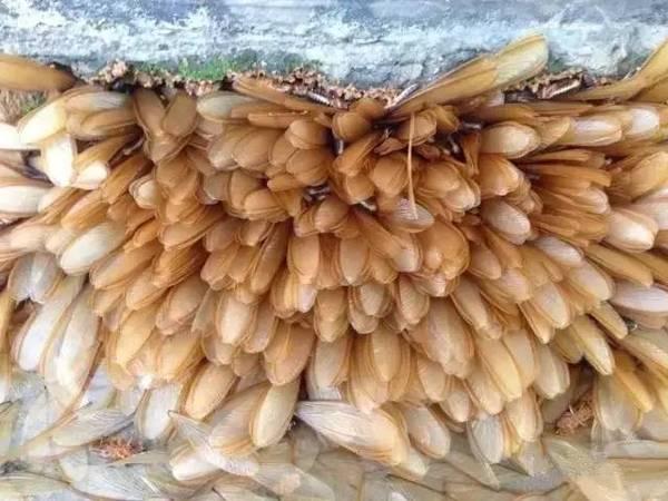 石蚌:石头 听说蛙类只有石蛙才是真正不用喂饲料不在肥水里长，大家说是吗？
