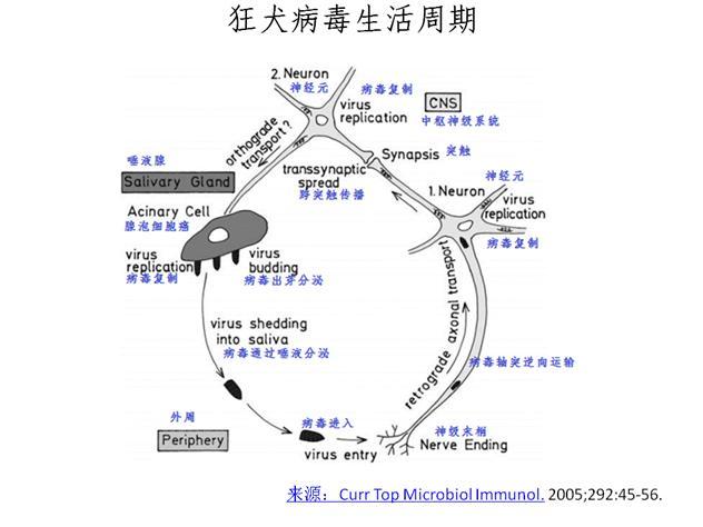怎样判断用不用打狂犬疫苗图片:怎样判断用不用打狂犬疫苗没破皮 被狗咬了以后不用打疫苗的情况分哪几种？