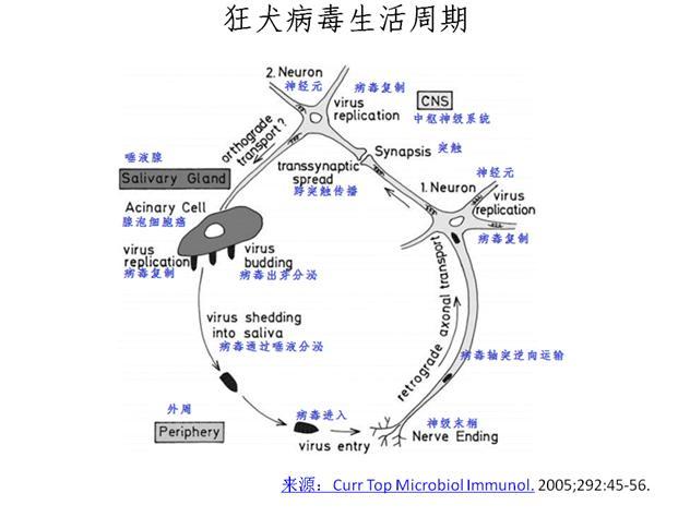 日本狂犬病发病率:被猫狗咬伤不打狂犬疫苗一定会死吗？