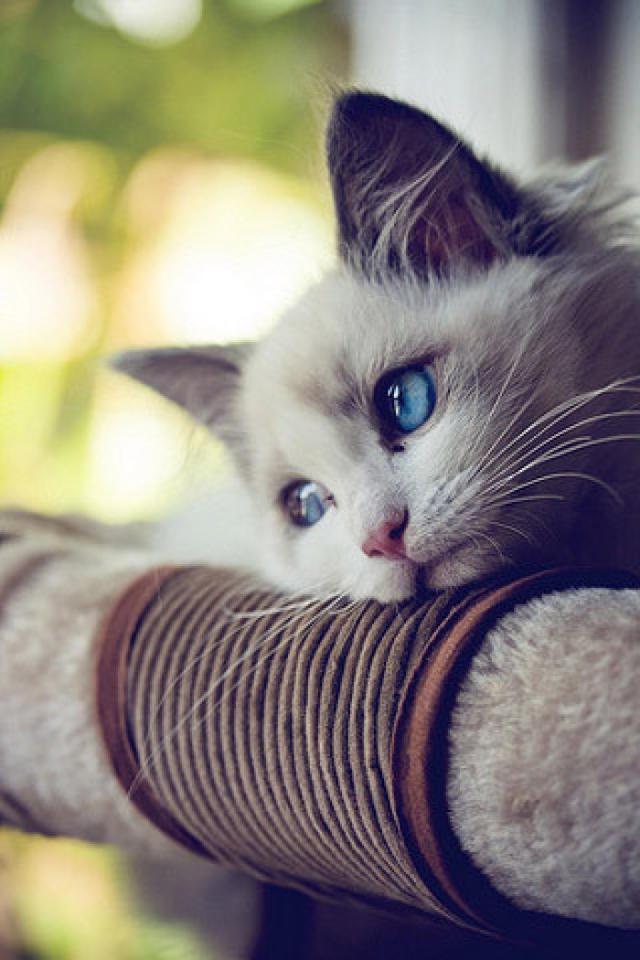 踢猫效应:“踢猫效应”是什么意思呢？