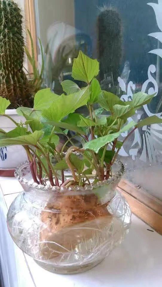 有哪些既可水培又可土培的植物？