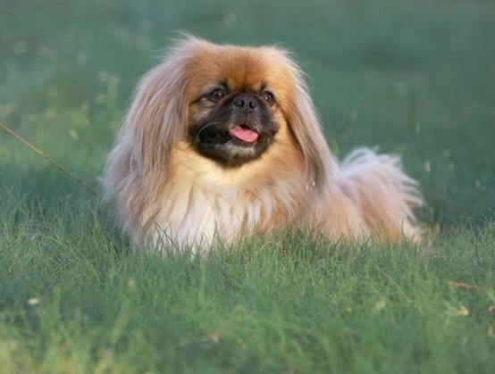 班克尔犬 蒙古獒:蒙古獒是一种优秀的猎犬吗？为什么？