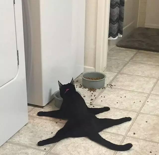 猫咪吃西瓜动图:你家猫咪有哪些特别的癖好？