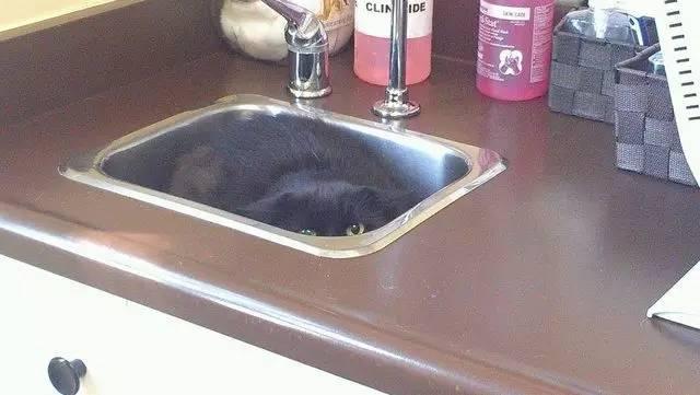 猫咪吃西瓜动图:你家猫咪有哪些特别的癖好？