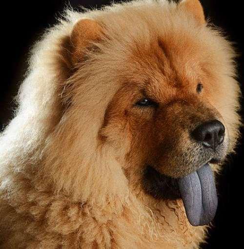 小柴犬舌头黑色:狗的舌头上有一个黑色爱心是为什么？