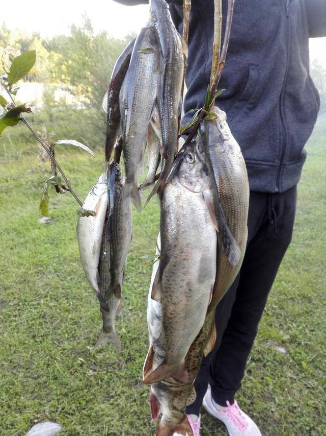 马犬打野兔电影:马犬追野兔视频 有没有像狩猎一样的电影？