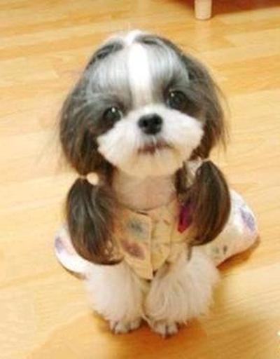 中国工作犬大集合视频:我国排名前三的狼犬有哪些？战斗力如何？