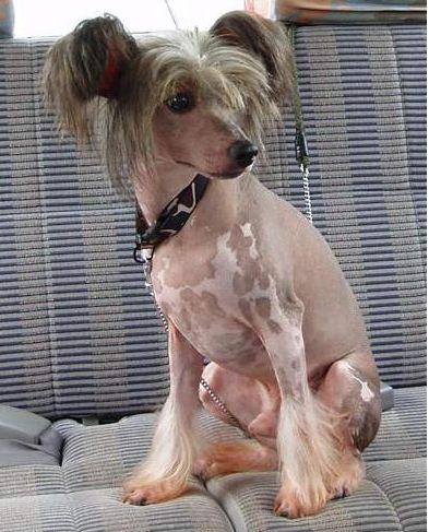 中国工作犬大集合视频:我国排名前三的狼犬有哪些？战斗力如何？