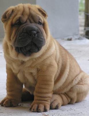 中国工作犬大集合视频:我国排名前三的狼犬有哪些？战斗力如何？