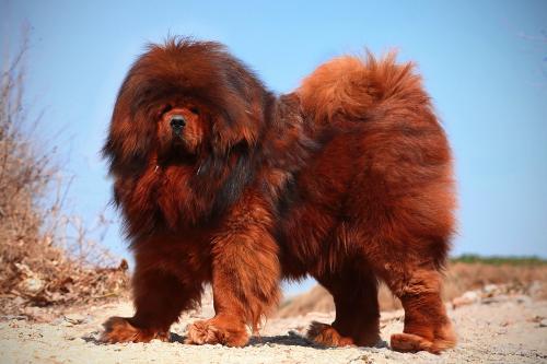 中国工作犬大集合视频:我国排名前三的狼犬有哪些？战斗力如何？