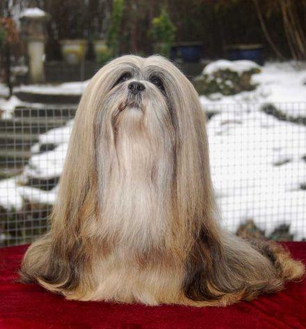 中国工作犬大集合视频:我国排名前三的狼犬有哪些？战斗力如何？