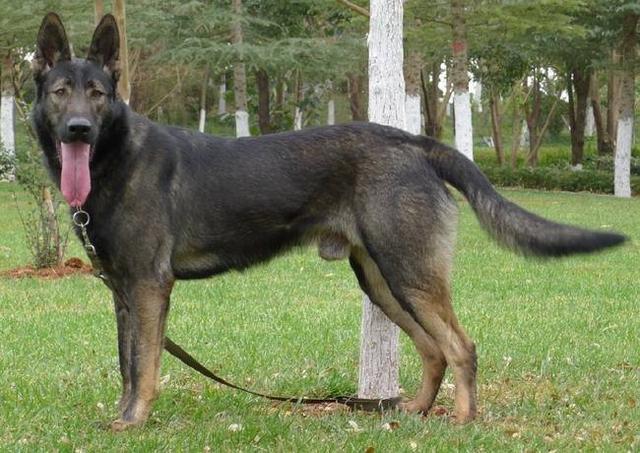中国工作犬大集合视频:我国排名前三的狼犬有哪些？战斗力如何？