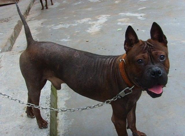 中国工作犬大集合视频:我国排名前三的狼犬有哪些？战斗力如何？
