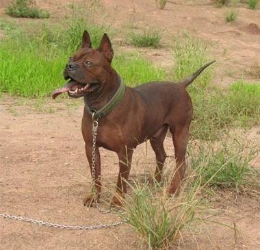 中国工作犬大集合视频:我国排名前三的狼犬有哪些？战斗力如何？