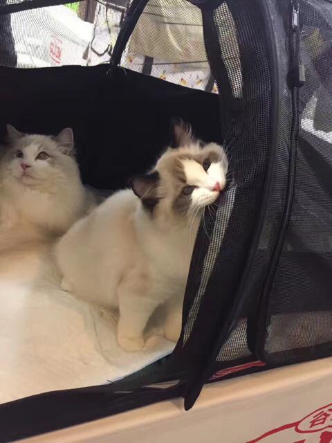 北京布偶猫多少钱一只？