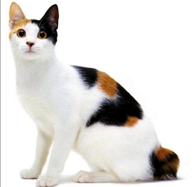 三毛猫:猫咪三毛滴虫能自愈嘛？不治疗有什么危害？ 三猫免费阅读