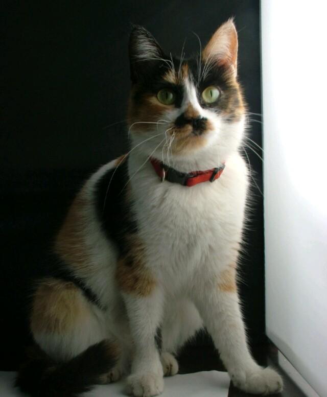 三毛猫:猫咪三毛滴虫能自愈嘛？不治疗有什么危害？ 三猫免费阅读