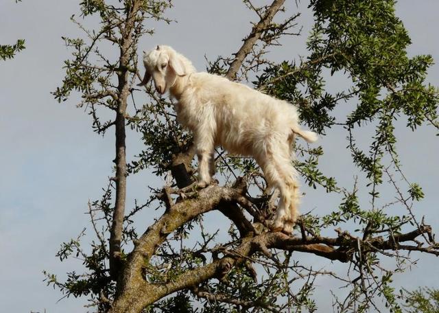 头条问答 - 羊上树是为了什么?(11个回答)