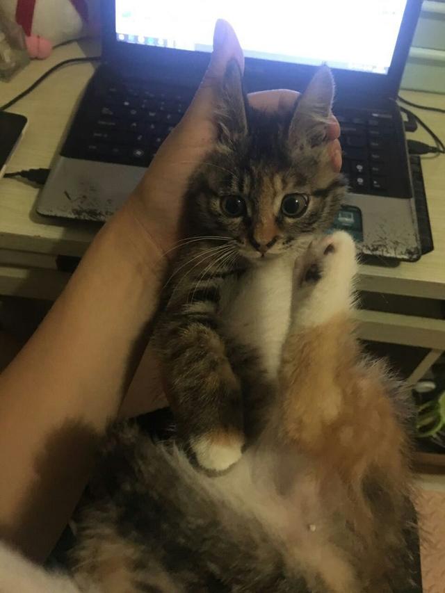 两只小猫咪图片:养两只猫的好处有哪些？体验是怎样的？