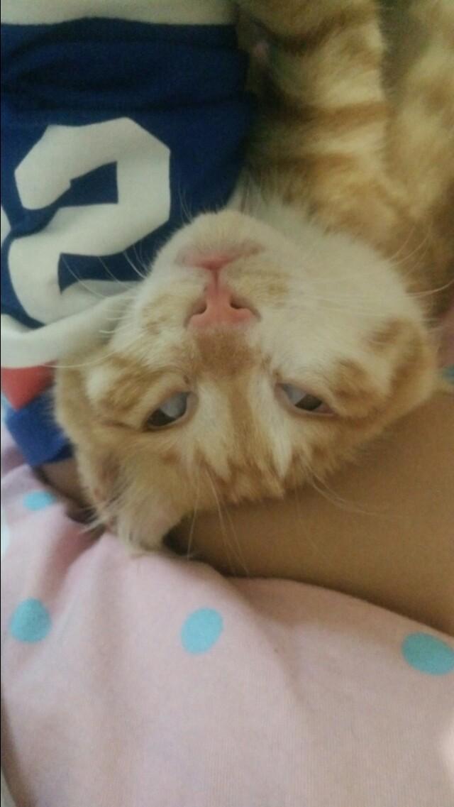 两只小猫咪图片:养两只猫的好处有哪些？体验是怎样的？