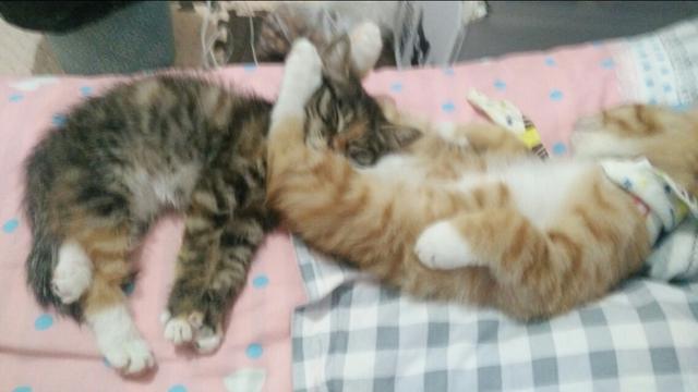 两只小猫咪图片:养两只猫的好处有哪些？体验是怎样的？