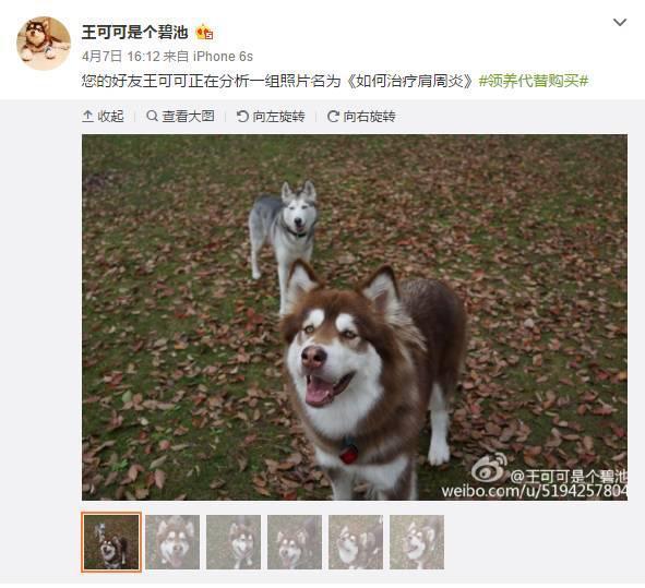 王思聪微信多少:王思聪悬赏100万找狗是怎么回事？