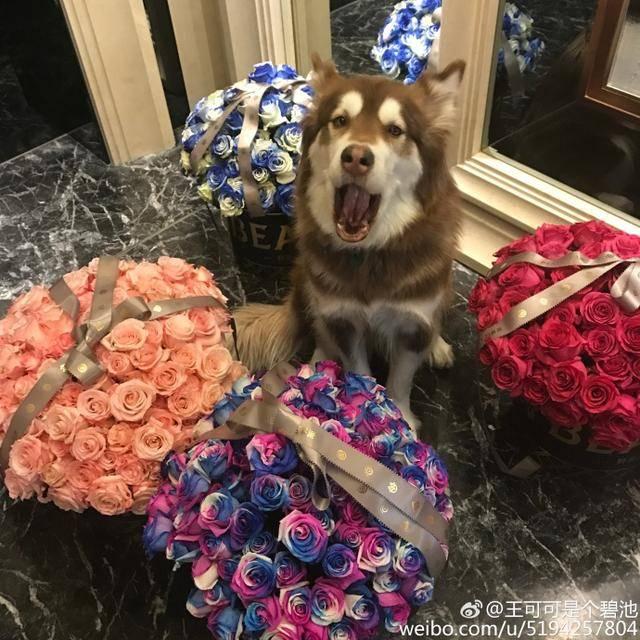 王思聪微信多少:王思聪悬赏100万找狗是怎么回事？