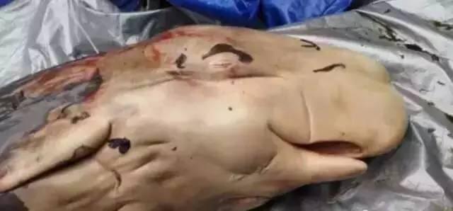 鲸鱼爆炸:鲸鱼死后还会爆炸？为什么？
