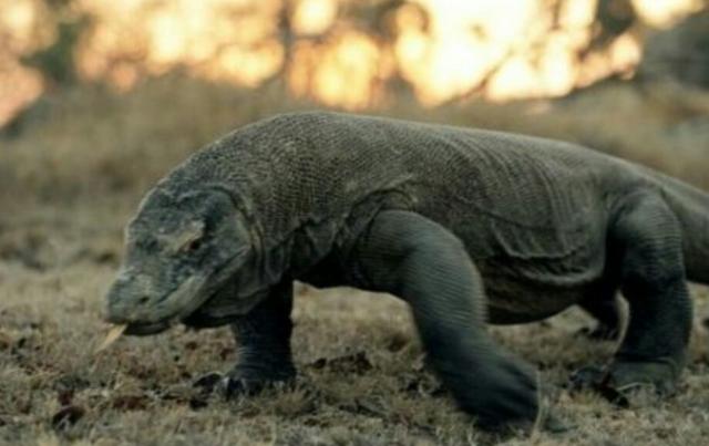 科莫多巨蜥究竟有多凶猛？