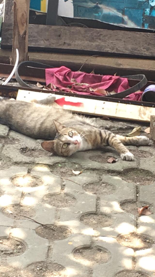 喜乐比猫粮 包邮:要不要收养小区的流浪猫？